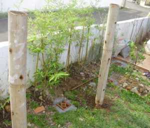 Posisi wadah bambu yang telah ditanam di tanah